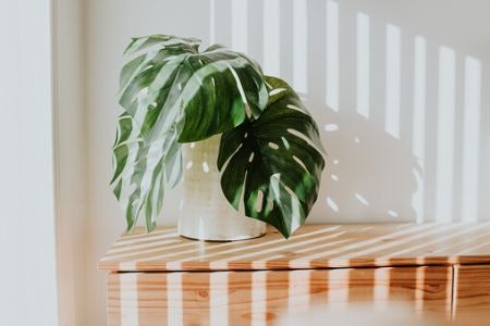 Pick a Pot With a Style That Complements Your Décor