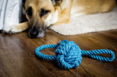 Non-toxic Materials Like Cotton, Rubber and Latex Are Safe for Dogs, but Avoid Rawhide to Prevent Choking