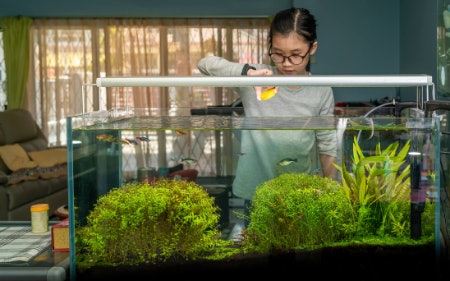 Pick Floating or Sinking Food Based On Where They Like to Eat