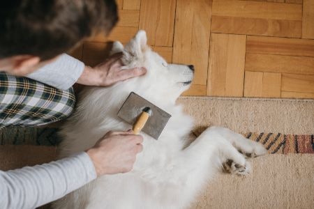Consider Your Dog’s Coat: Silicone Brushes Are Great for Short-Haired Breeds, While Slicker Brushes Are Better for Medium to Long Coats