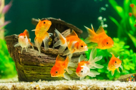 Choose a Lively Fish Tank Theme That Encourages Exploration, or Mix a Few Themes Together