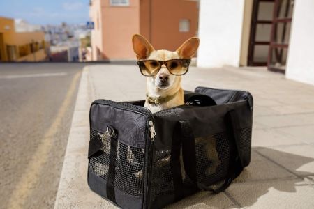 Decide on a Style of Carrier Based on the Type of Pup and Your Intended Purpose