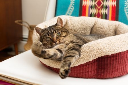 Pick Bed Frame and Cover Materials That Are Durable and Comfortable