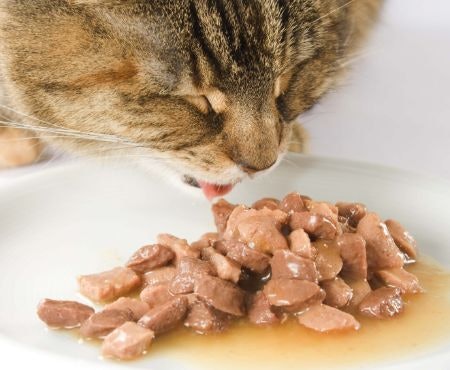 Make Sure You Pick a Product Containing Vital Minerals Such as Calcium and Phosphate for Perfect Cat Health