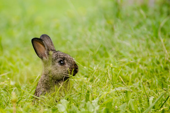 Choose a Foraging Box to Encourage Your Rabbit’s Natural Behaviour