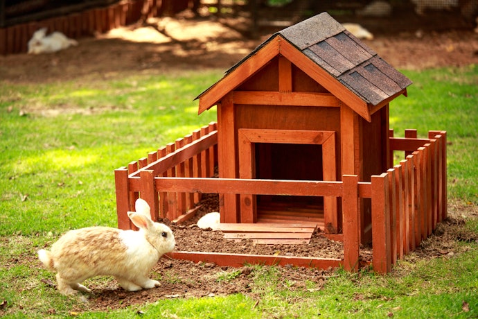 Choose a Hutch That’s 3 X 1.5 X 1 M or Bigger for Enough Room to House Your Rabbit