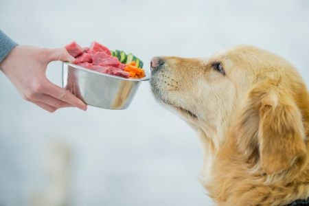 Check the Ingredients and Their Quantities to Keep Your Pet in Optimum Health