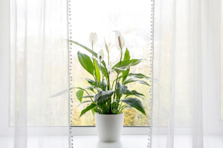 Check if It Absorbs Common Household Toxins Such as Xylene and Benzene