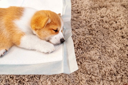Disposable Pads Are Convenient for Training Young Puppies, While Reusable Pads Are Better for the Environment