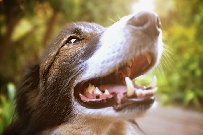 Enzymatic Toothpastes Are Great for Breeds Like Boxers and Collies Who Are Prone to Dental Disease