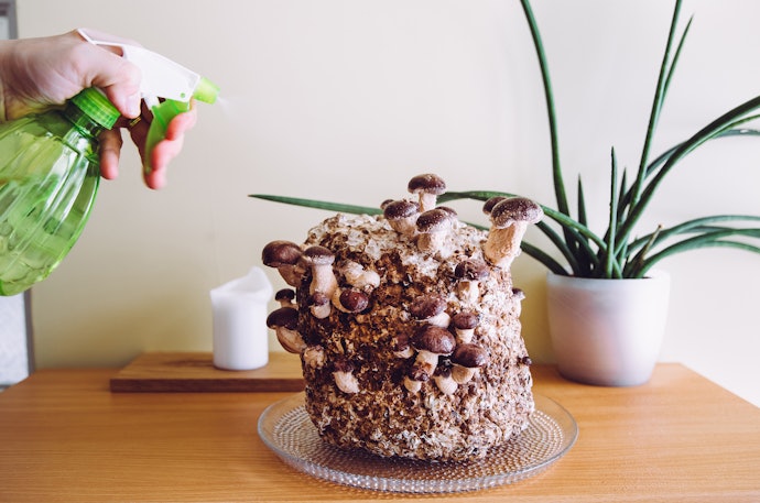 Make Sure You Can Provide Your Mushrooms With the Right Conditions by Checking the Instructions Before You Buy