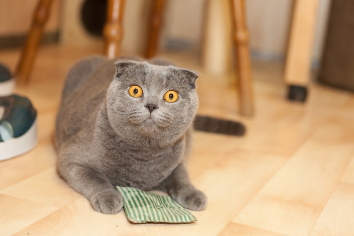 Consider a Catnip Toy to Pique Their Interest