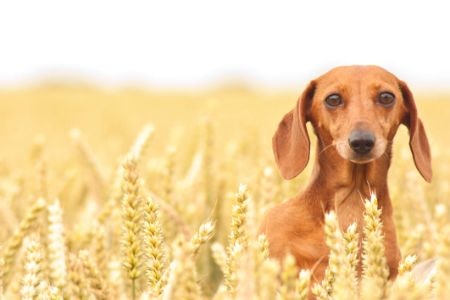 Keep an Eye on Grains That Are Hard to Digest Such as Wheat, Corn or Cereal to Avoid Upsetting Your Puppy's Stomach