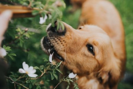 Shop Sustainably by Selecting Biodegradable Dog Wipes or Those Made From Materials Like Bamboo
