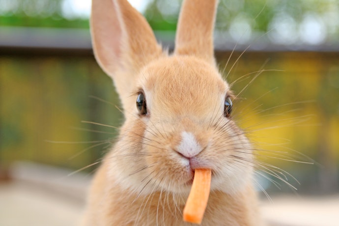 Pick a Chew Toy to Help Maintain Dental Hygiene
