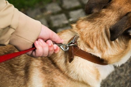 Look For a Bolt-Snap or Carabiner Clip Fastening to Securely Attach the Lead to Your Dog’s Collar