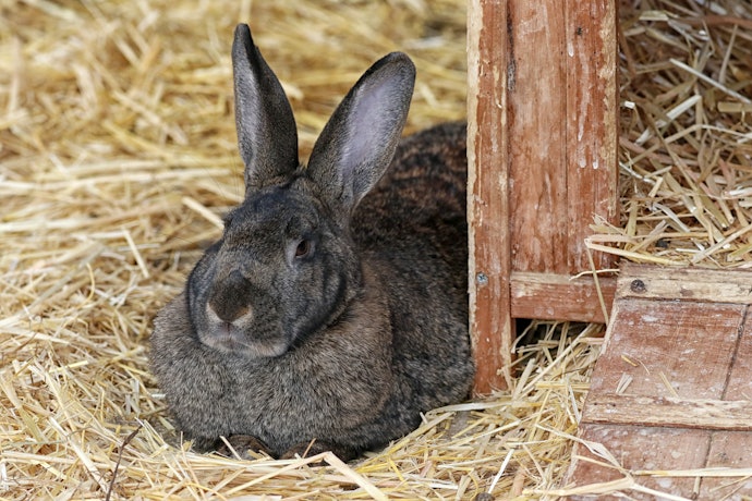 Pick a Wooden Hutch for Outdoors, or a Plastic Cage for Housing Your Rabbit Inside