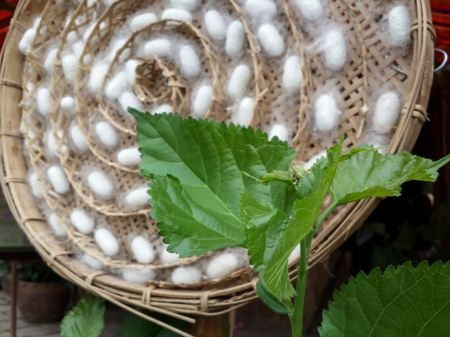 Opt for Mulberry Silk if You Have Sensitive or Acne Prone Skin