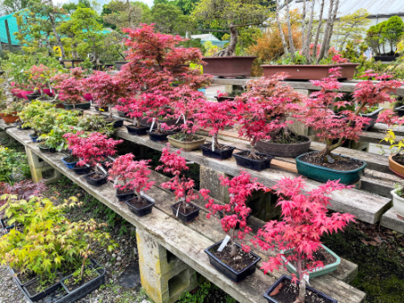 Take a Look at the Species of Bonsai Tree – There Are Red, Purple and Orange Varieties Too