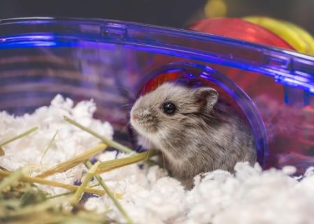 A Wired Cage Is Great for Climbing and Ventilation, but Choose a Covered Cage if You Have Other Pets