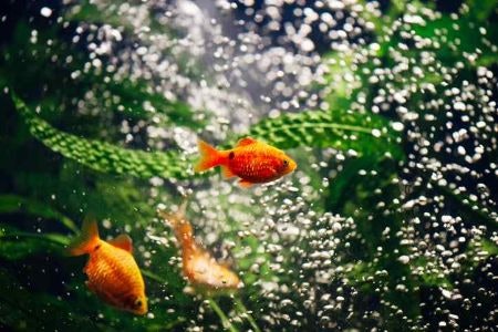 Consider a Jetting Volume of at Least 1 Litre per Minute to Ensure Sufficent Oxygen Is Circulating Around Your Tank