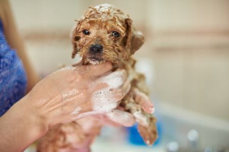 Check if the Shampoo Is Puppy-Safe or Choose One That’s Specifically Designed for Puppies, if Required
