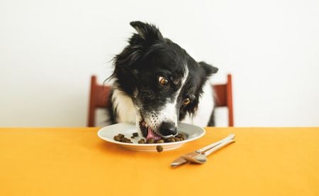 If You Want Your Dog to Enjoy Losing Weight, Pick an Appetising Flavour Like Chicken