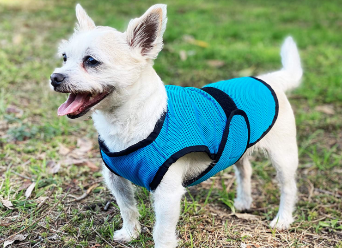 Choose a Vest With a User-Friendly, Secure Fastening
