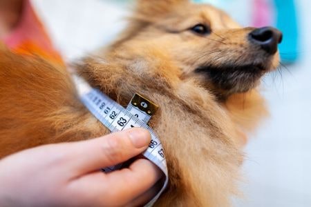 Check That the Collar Will Fit Your Dog Correctly, Ensuring That It’s Suitable for Their Breed and Head Shape