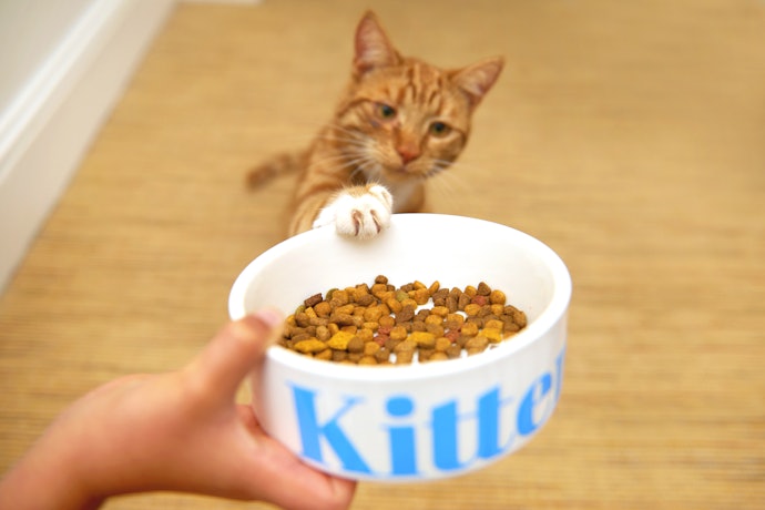 Pick a Ceramic Bowl if You Want Something That Stays in Place While Your Cat Eats, but Stainless Steel Won't Break Easily