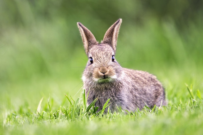 Shop Cruelty-Free and Vegan for Guilt-Free Beauty