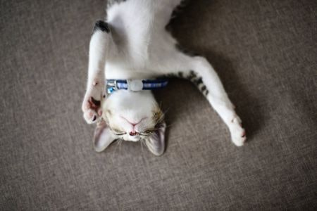 Ensure You Pick the Right Size Collar by Measuring Your Cat’s Neck Against the Size Chart