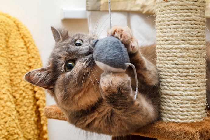 Opt for Pet Safe Materials That Appeal to Cats Like Feathers, Sisal and Faux Fur
