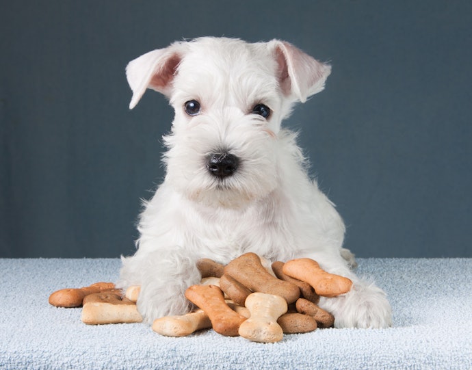 Select a Flavour That Your Dog Will Find Irresistable Such as Cheese, Meats or Sweet Potato