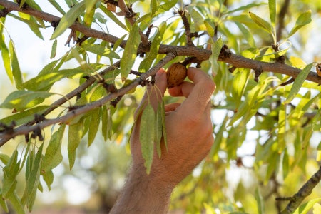 Shop Organic for an Almond Butter Made Without Herbicides, Pesticides and Synthetic Fertilisers