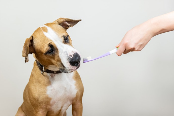 Check Whether a Dental Brush Is Needed, as Some Toothpastes Function Just as Effectively Without One