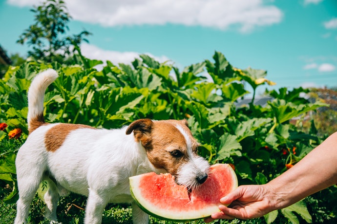 Consider Vegan Dog Food if You're an Animal-Friendly Household
