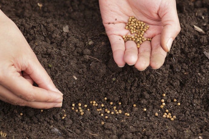 Consider Sowing Methods; Broadcasting to Drilling and Their On-Going Maintenance