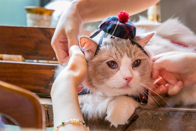 For the Safety of Your Cat, Keep an Eye Out For Small Detachable Parts, Such as Pompoms or Bells