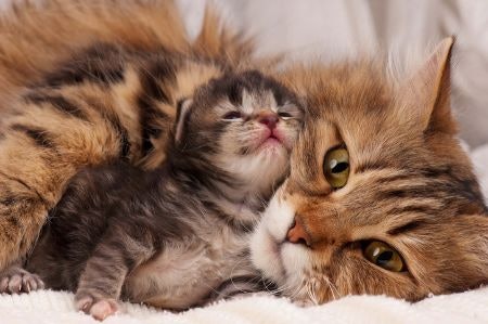 Check if the Nutritional Composition Is Suitable for the Age of Your Cat: Kittens Need a Higher Calorie Intake and Vitamin Count