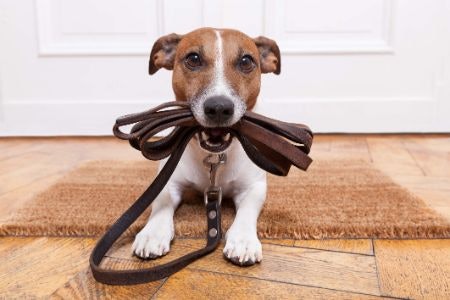 Consider the Material : Leather Leashes Are Durable, Rope Leashes Are More Flexible