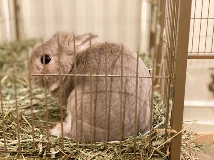 Consider a Hutch With a Toilet Room or Litter Tray to Make Cleaning Easier