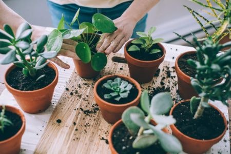 Select a Suitable Potting Soil: Houseplant Potting Mix Is Coarse and Quick Drying, Seedling Mix Is Nutrient Dense to Encourage Germination