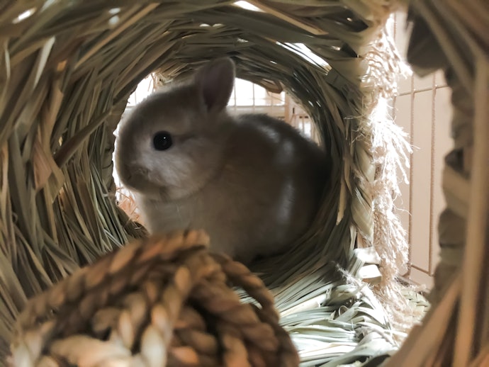 Opt For Non-toxic Plastic and Natural Materials Like Hay