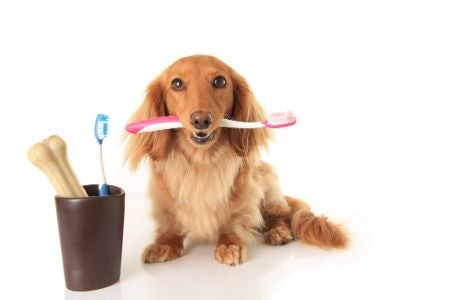 Keep an Eye Out for Special-Shaped Chews and Check for Teeth-Cleaning Ingredients Like Baking Soda or Enzymes