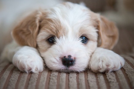 Make Sure the Book Is Targeted at Your Dog's Age