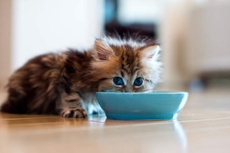 Look for Any Additional Nutritional Needs to Suit the Changing Dietary Requirements of Your Growing or Ageing Cat