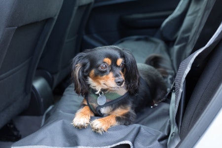 Choose either a Quilted, Carpet, or Water-Resistant Cover to Protect Your Seats and Keep Your Dog Comfy