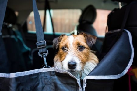Consider the Safety Functions Such as How the Dog Is Secured and How the Seat Is Anchored