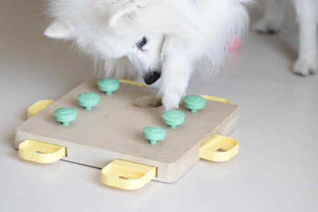 Make Sure to Pick the Type of Toy That'll Meet Your Doggie Goal